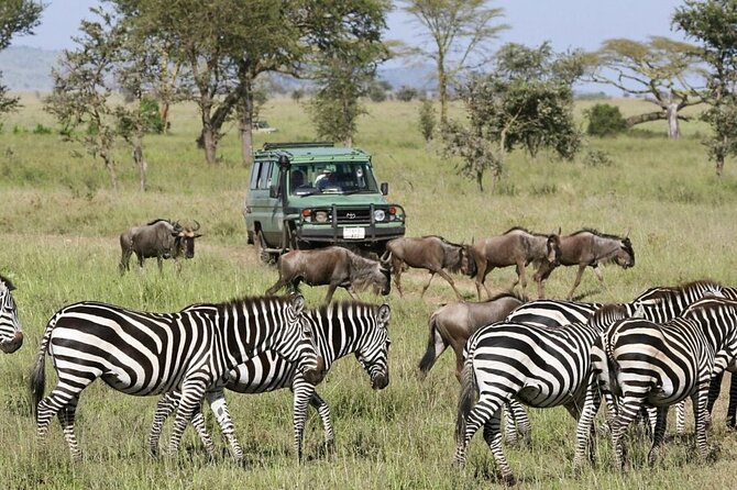 4-Day Budget Tarangire, Serengeti, Ngorongoro Safari Guided Tour - Day 3 on the Way to Ngorongoro: Repositioning for the Crater Afternoon