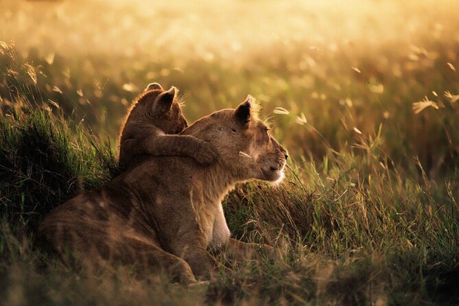 4-Day Budget Tarangire, Serengeti, Ngorongoro Safari Guided Tour - Ngorongoro Crater Day 4: Your Best Shot at a Dense Wildlife Afternoon