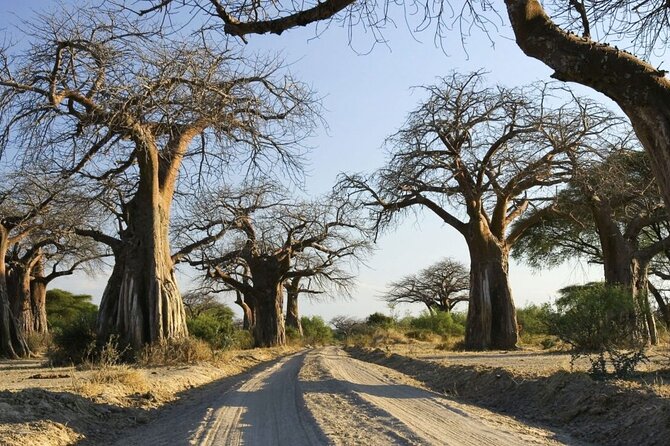 4-Day Budget Tarangire, Serengeti, Ngorongoro Safari Guided Tour - Price, Value, and Why Budget Can Still Mean Comfort