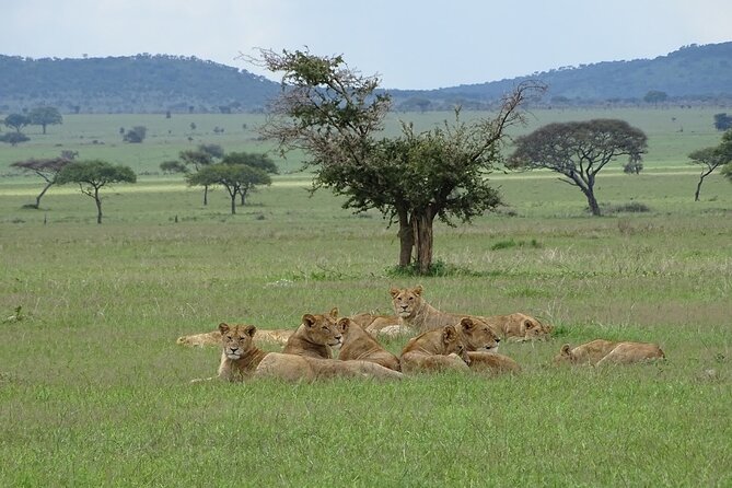4-Day Camping on the Big Five Private Safari - Ngorongoro Conservation Area: A Morning Drive, a Brunch Reset, and Olduvai Gorge