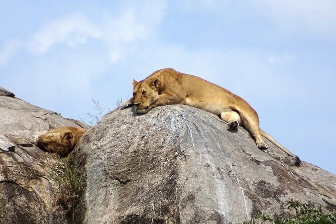 4-Day Camping on the Big Five Private Safari - Camping Comfort: Tents, Sleeping Gear, and a Real Meal Plan
