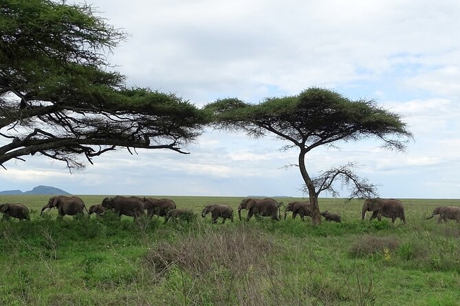 4-Day Camping on the Big Five Private Safari - Your Guide, Godfrey: Spotting Animals and Keeping the Mood Light