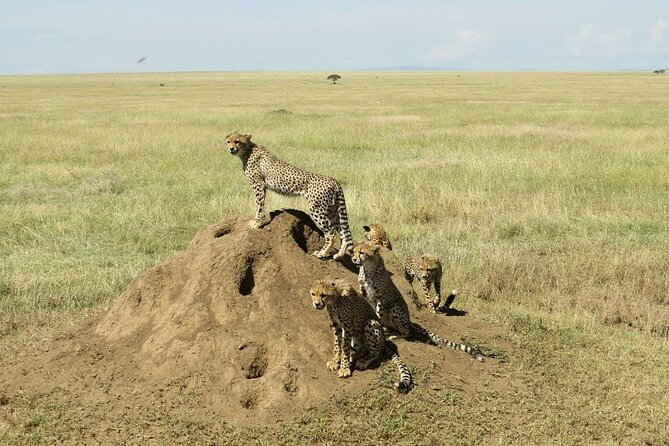 4-Day Camping on the Big Five Private Safari - Park Fees, Medical Insurance, and the Value Math