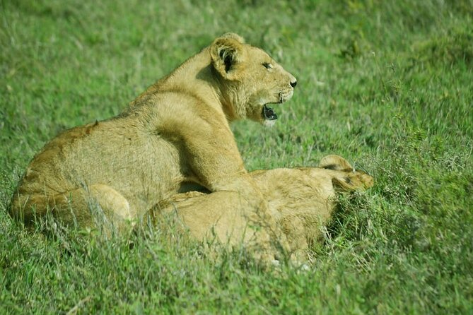 4-Day Camping on the Big Five Private Safari - Serengeti Plains: Where the Great Migration Story Becomes Real