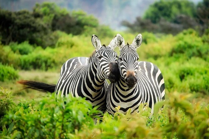 4-Day fascinating Camping Safari in Tanzania - How long drives affect your wildlife chances (and your mood)