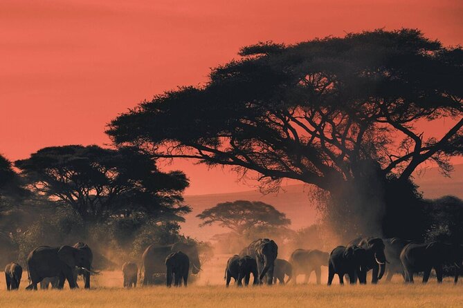 4-Day fascinating Camping Safari in Tanzania - Day 2 in Serengeti: the Seronera area and afternoon game drive time