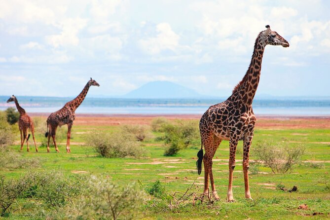 4 Day Great Migration Safari Serengeti & Ngorongoro Crater - Day 2: Sunrise at 06h00 and the Great Migration Search