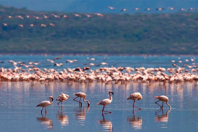 4 Day Great Migration Safari Serengeti & Ngorongoro Crater - Day 4: Crater Descent, Big Five Potential, and a Picnic Below