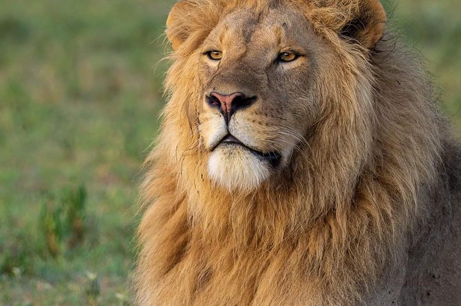 4-Day Group Tour to Tarangire, Serengeti, Ngorongoro - Lodge - A four-day circuit that hits Tanzania’s headline parks