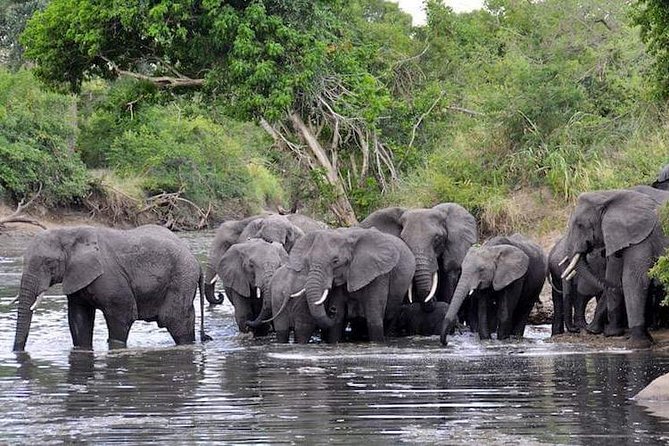 4-Day Group Tour to Tarangire, Serengeti, Ngorongoro - Lodge - Serengeti twice: big plains, better odds
