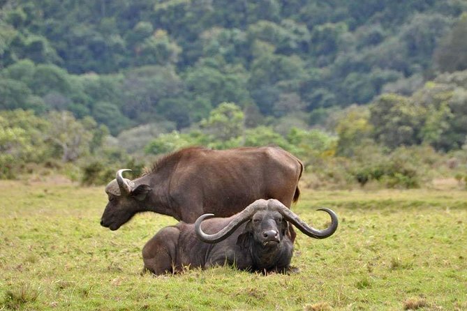 4-Day Group Tour to Tarangire, Serengeti, Ngorongoro - Lodge - Price and value: what $1,760 per person really covers