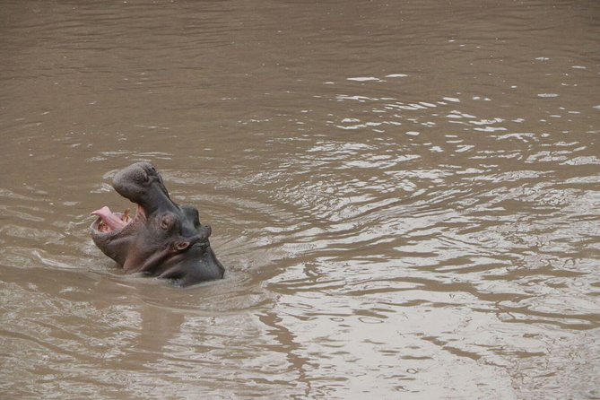 4-Day Group Tour to Tarangire, Serengeti, Ngorongoro - Lodge - Who should book this safari, and who might want something else