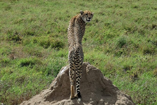4-Day Lodge Private Tour to Tarangire, Serengeti and Ngorongoro - Day 2 Serengeti on arrival, with Rift Valley views and sunset timing