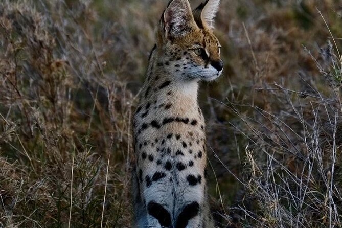 4-Day Majestic Group Tour in Safari - Lake Manyara Finale: Climbing Tree Lions, Flamingos, and Hot Springs