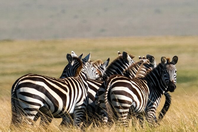 4-Day Majestic Group Tour in Safari - The 4x4 Open-Roof Toyota Land Cruiser Makes Sightlines Easier