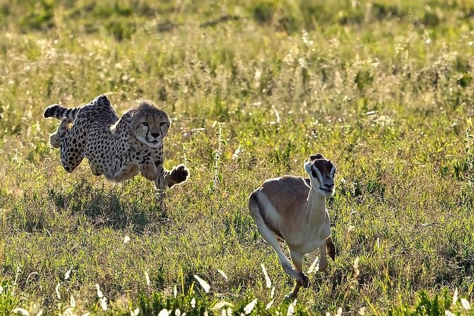 4-Day Majestic Group Tour in Safari - Meals and Pace on a Short 4-Day Route