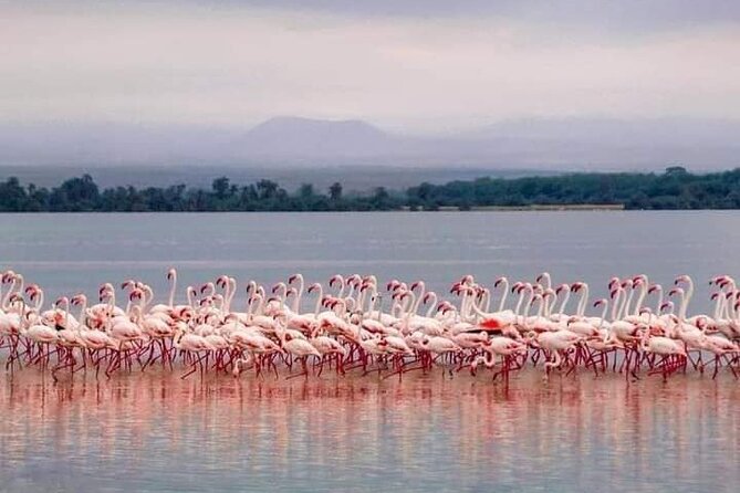 4-Day Majestic Group Tour in Safari - Price and Value: What $780 Includes, and What to Budget Separately