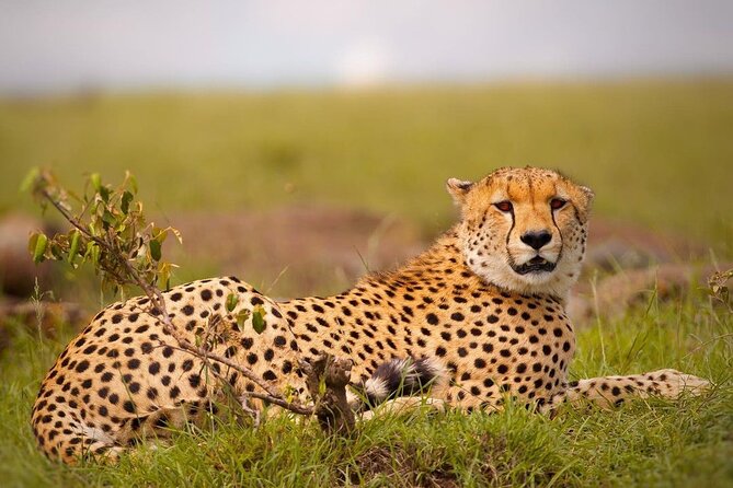4-Day Majestic Group Tour in Safari - Guides, Service, and the Small Details That Shape the Day