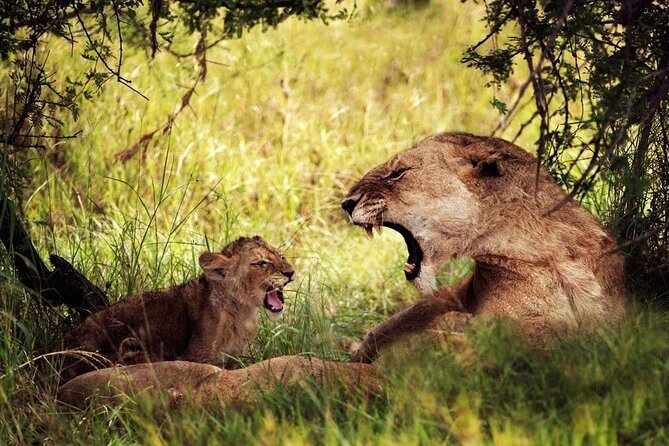 4-Day Manyara Serengeti and Ngorongoro Wonders Budget Safari Tour - The Northern circuit in budget style, with real focus on wildlife
