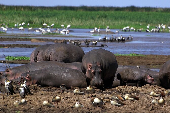 4-Day Manyara Serengeti and Ngorongoro Wonders Budget Safari Tour - Day 3: early Serengeti game drive, then Simba Campsite for a faster Ngorongoro morning