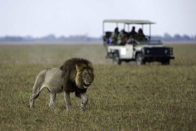 4-Day Manyara Serengeti and Ngorongoro Wonders Budget Safari Tour - Day 4 in Ngorongoro: descend for black rhinos, then crater game drive and climb out