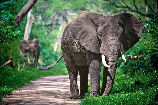 4-Day Manyara Serengeti and Ngorongoro Wonders Budget Safari Tour - Price and value: what $903 buys you on this route