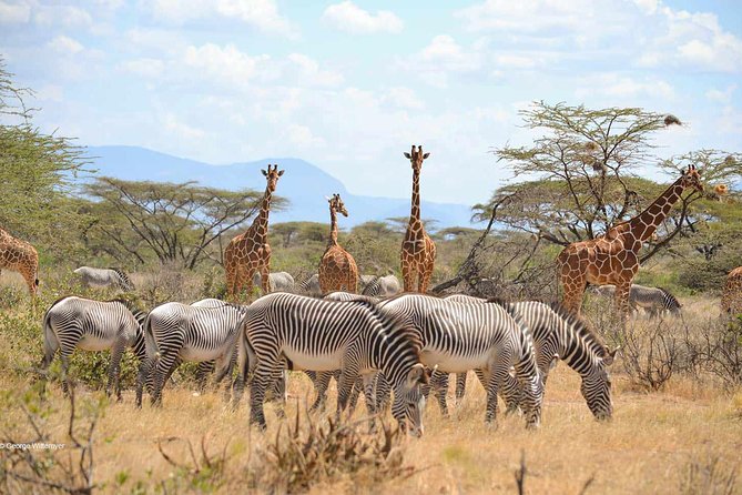 4 Day Mid-range Serengeti Safari - Day 1: Tarangire National Park, elephants and baobabs with a picnic pause