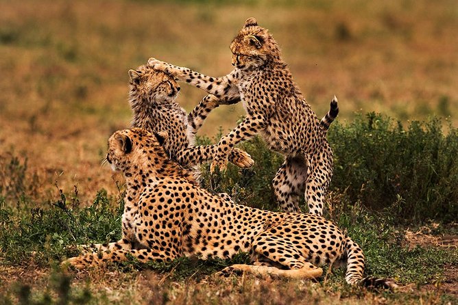 4 Day Mid-range Serengeti Safari - Day 2: Serengeti National Park in the Seronera zone, with afternoon viewing time