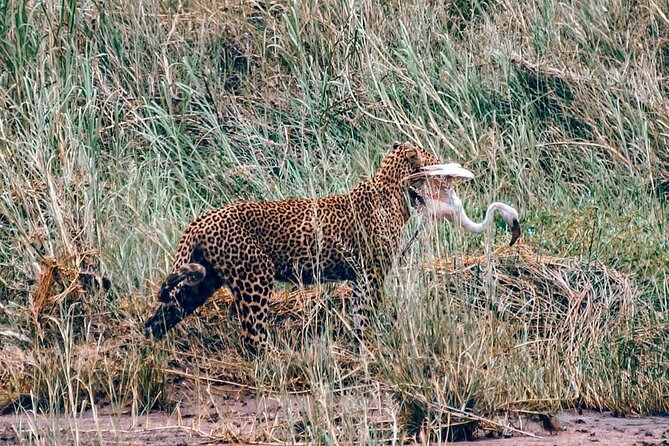 4-Day Northern Tanzania Camping Tour Safari - Serengeti Day 1: rift valley views and a sunset drive