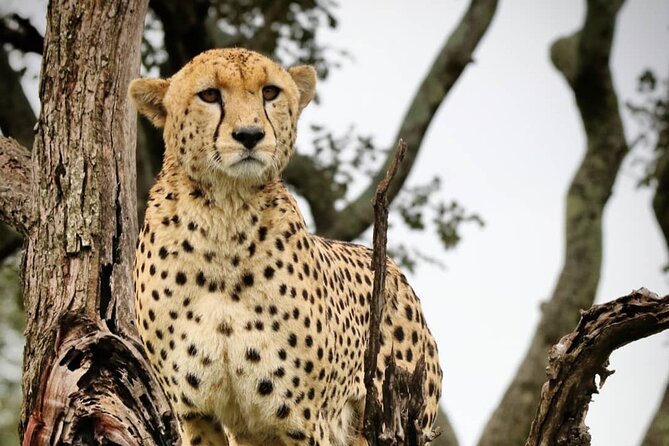 4-Day Northern Tanzania Camping Tour Safari - Camping-style comfort: jeep, water, and meals that keep you sane