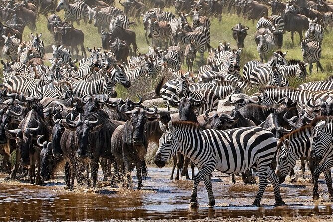 4-Day Northern Tanzania Camping Tour Safari - Day 2 Tarangire National Park: elephants, lions, and baobabs
