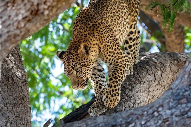 4-Day Private Lake Natron and Serengeti Wildlife Safari - Key things you should know before you go