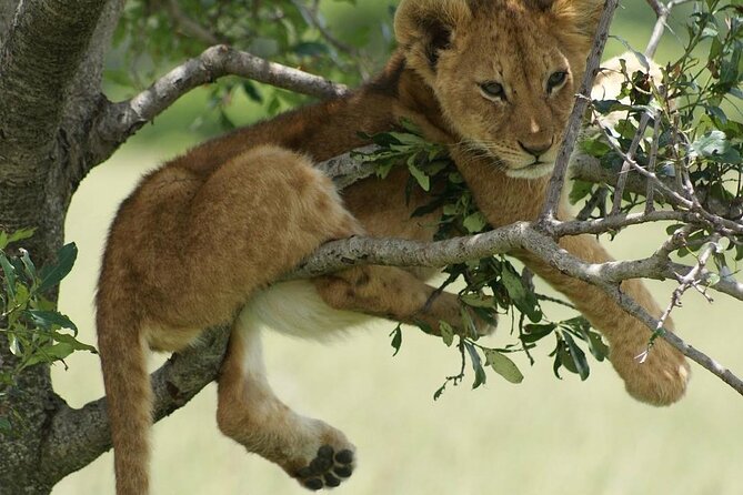 4-Day Private Lake Natron and Serengeti Wildlife Safari - Day 3 in Ngorongoro: Caldera magic and a black rhino chance