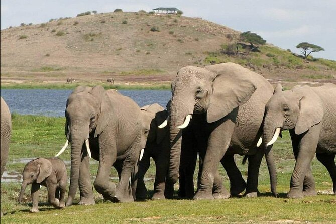 4-Day Private Lake Natron and Serengeti Wildlife Safari - What “private” really changes on safari