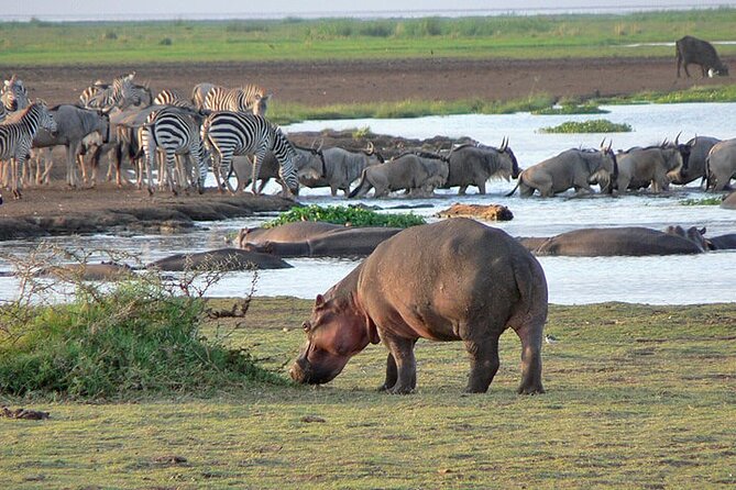 4 Day Private Tour Throughout Tarangire, Serengeti and Ngorongoro - Key highlights to clock before you book