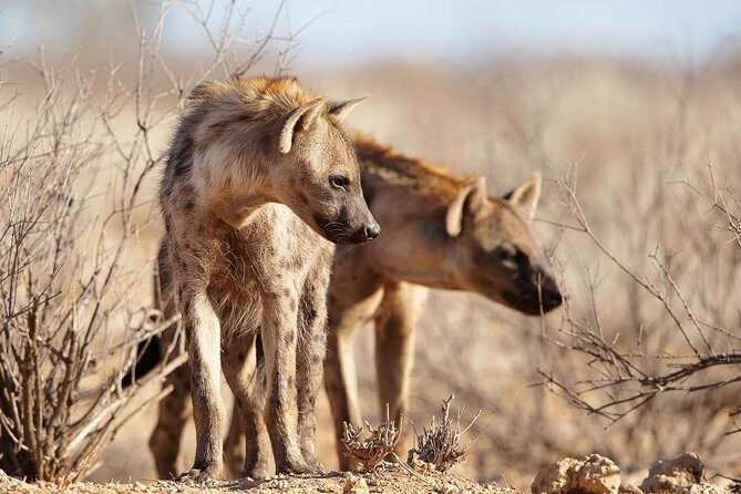 4 Day Private Tour Throughout Tarangire, Serengeti and Ngorongoro - Getting started in Moshi: pickup, the 6:00 am start, and your end at JRO