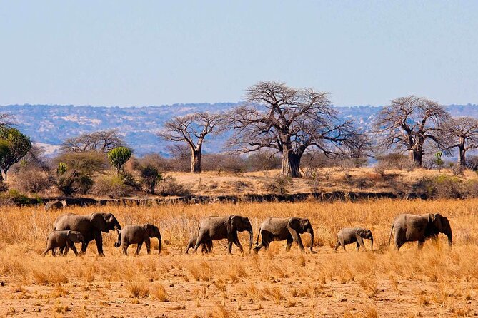 4 Day Private Tour Throughout Tarangire, Serengeti and Ngorongoro - Tarangire National Park game drive: elephants by the river and birds in overdrive