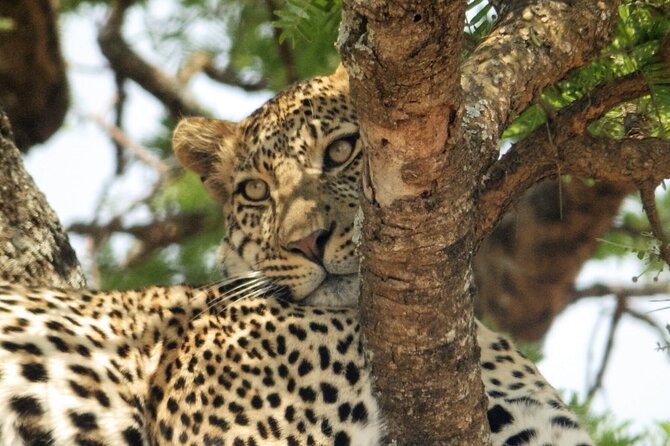 4-Day Safari from Arusha: Tarangire, Serengeti and Ngorongoro - Day 4 Ngorongoro Crater: dense wildlife, black rhino odds, and a crater-floor picnic