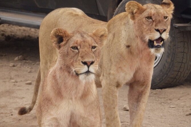 4-Day Safari from Arusha: Tarangire, Serengeti and Ngorongoro - Price and value: what $1,753.34 buys you, and what it does not