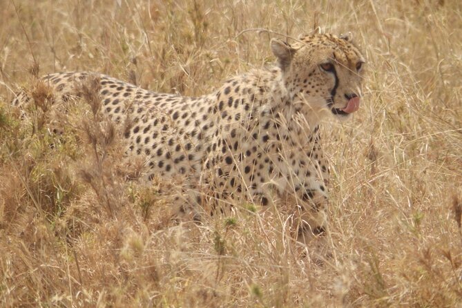 4-Day Safari from Arusha: Tarangire, Serengeti and Ngorongoro - Arusha pickup at 8:30 and what that means for your day