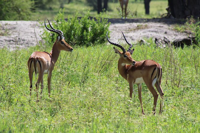 4-Day Safari in Tarangire, Serengeti & Ngorongoro (Mid-range) - How This 4-Day Mid-Range Safari Runs (and what you really get)