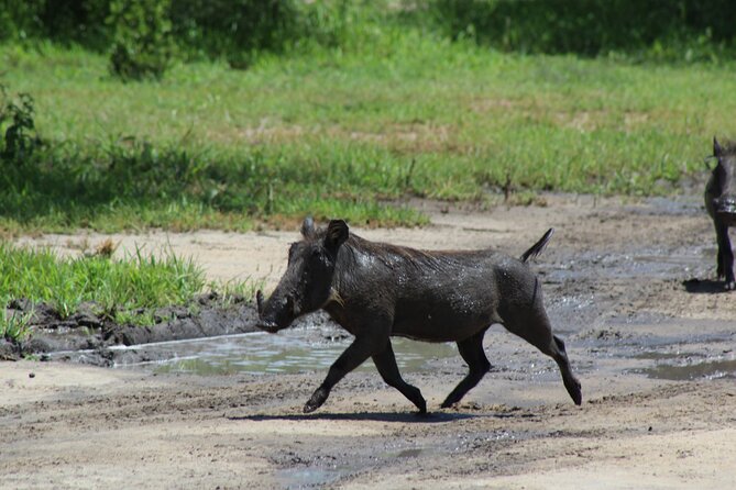 4-Day Safari in Tarangire, Serengeti & Ngorongoro (Mid-range) - Day 3 Deeper Serengeti, then Ngorongoro rim for the night