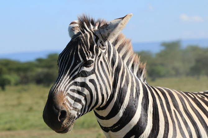 4-Day Safari in Tarangire, Serengeti & Ngorongoro (Mid-range) - Day 4 Ngorongoro Crater: Early descent, pop-up roofs, and fever trees