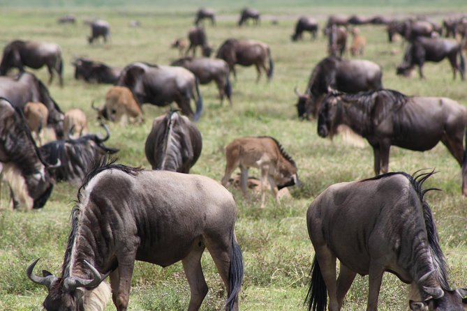 4-Day Safari in Tarangire, Serengeti & Ngorongoro (Mid-range) - Who this safari fits best, and who might want a different style