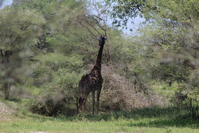 4-Day Safari in Tarangire, Serengeti & Ngorongoro (Mid-range) - Day 1 Tarangire: Baobabs, swamps, and elephant herd momentum