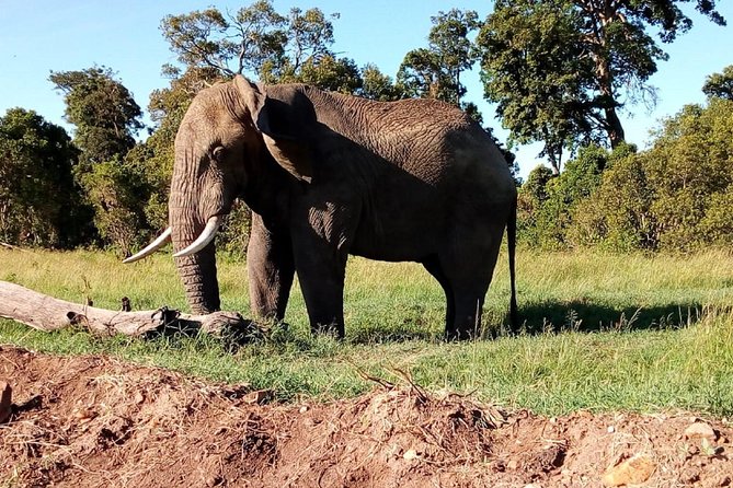 4-Day Safari: Lake Manyara, Serengeti & Ngorongoro - Day 4 Ngorongoro Crater Half-Day Descent: Big Herds and Predator Odds