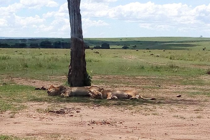 4-Day Safari: Lake Manyara, Serengeti & Ngorongoro - Price and Logistics: Is $1,743.59 Worth It?