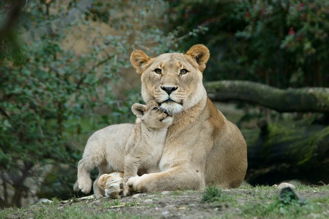4 Day Safari- Tarangire,Ngorongoro and Serengeti - Why This Northern Circuit Safari Makes Sense
