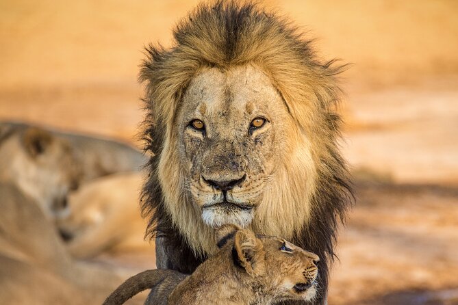 4 Day Safari- Tarangire,Ngorongoro and Serengeti - Ngorongoro Crater: Big Five Potential and the Maasai Story