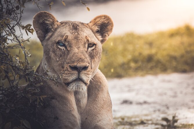 4 Day Safari- Tarangire,Ngorongoro and Serengeti - Serengeti National Park: Great Migration Country in Real Scale